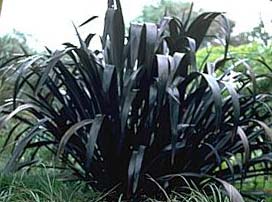 Phormium rubra