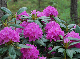 Rhododendron