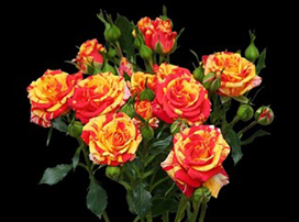 Rosa ‘Fire red’