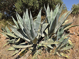Agave