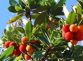 Arbutus Unedo