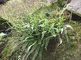 Asplenium Trichomanes