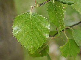 Betula
