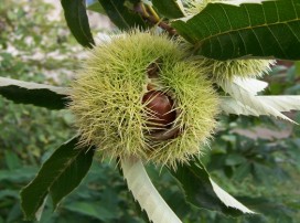 Castanea Sativa