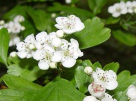 Crataegus