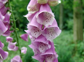 Digitalis Purpurea