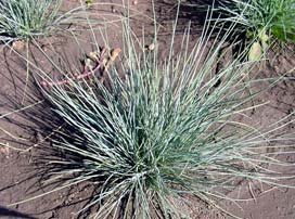 Festuca Ovina