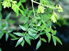 Fraxinus Angustifolia