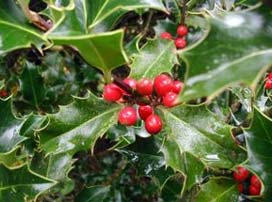Ilex Aquifolium