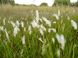 Imperata Cylindrica