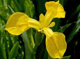 Iris Pseudacorus