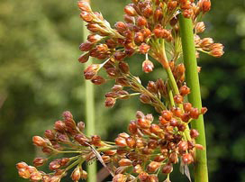 Juncus Effusus