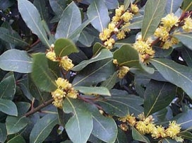 Laurus Nobilis