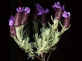 Lavandula Stoechas
