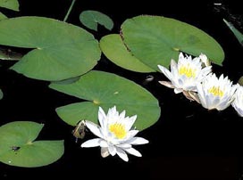 Nymphaea