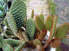 Opuntia