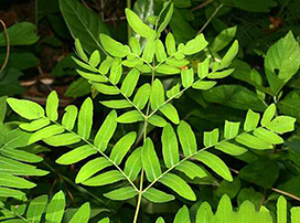 Osmunda Regalis