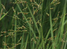 Panicum Virgatum