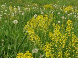 Prado/Meadow