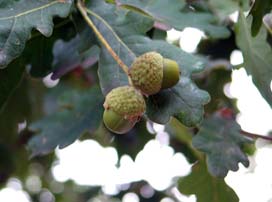 Quercus Robur