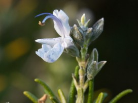 Rosmarinus Officinalis