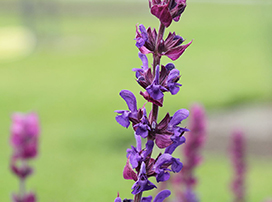 Salvia Nemerosa