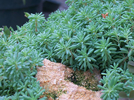 Sedum