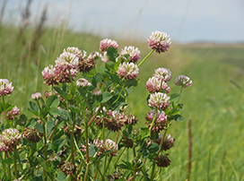 Trifolium Hybridum