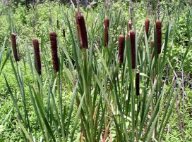 Typha Latifolia