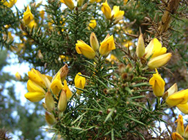 Ulex