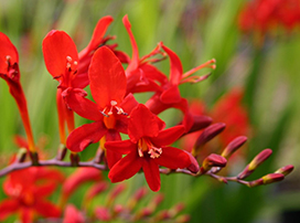 Crocosmia