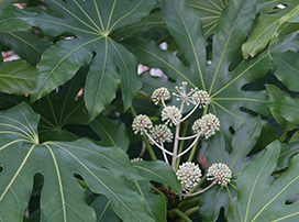 Fatsia japonica