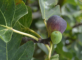 Ficus carica