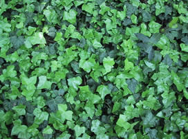 Hedera helix