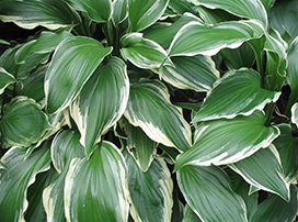 Hosta