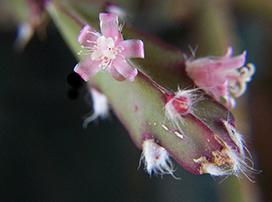 Lepismium cruciforme