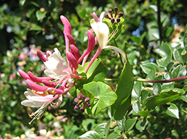 Lonicera