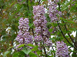 Paulownia tomentosa
