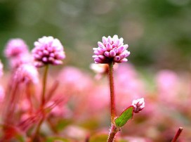 Polygonum capitatum