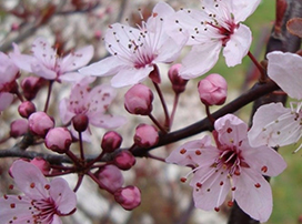 Prunus cerasifera