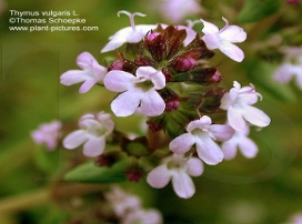 Thymus vulgaris