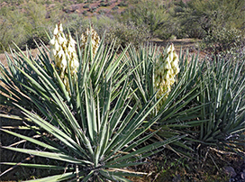 Yucca baccata
