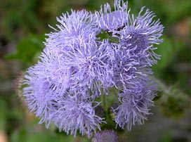 Ageratum houstonianum