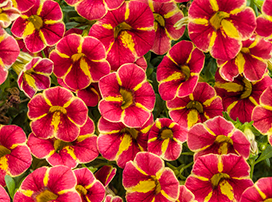 Calibrachoa