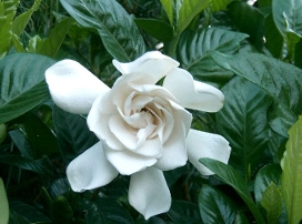 Gardenia jasminoides