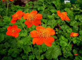 Geum coccineum