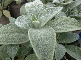 Stachys lanata