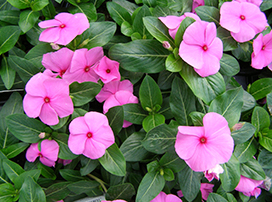 Vinca