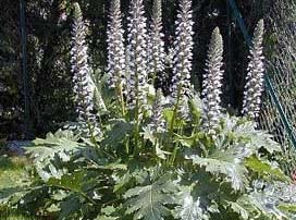 Acanthus mollis