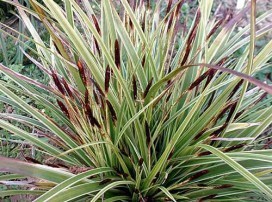Carex morrowii